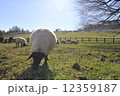 羊 12359187