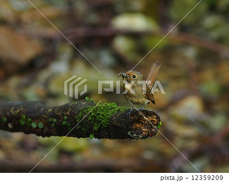 オオルリ♀ 12359209