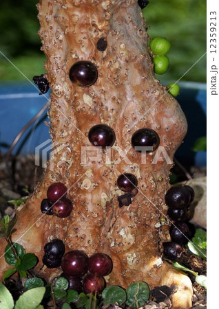 ジャボチカバ 12359213