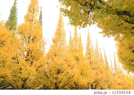 神宮外苑 12359538