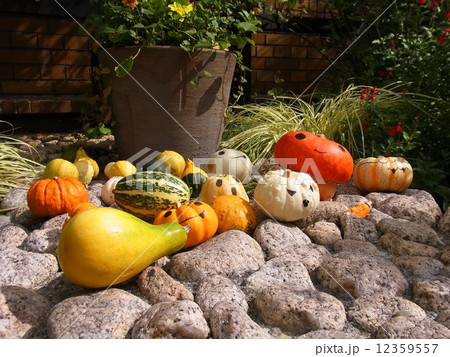 ハロウィンのカボチャ 12359557