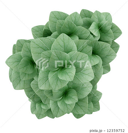top view of oregano plant in pot isolated on white background top view of oregano plant in pot isolated on white background 12359752