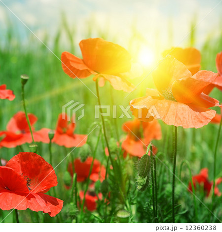 poppies field in rays sun poppies field in rays sun 12360238