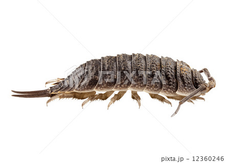 woodlouse species porcellio scaber 12360246