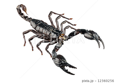 palamnaeus fulvipes 12360256