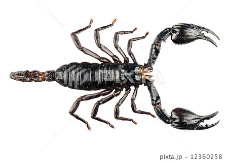 palamnaeus fulvipes 12360258