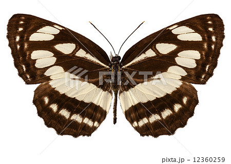 Butterfly species Neptis hylas "Common Sailer" Butterfly species Neptis hylas "Common Sailer" 12360259