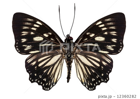 Butterfly species Euripus nyctelius euploeoides "Courtesan butte Butterfly species Euripus nyctelius euploeoides "Courtesan butte 12360282