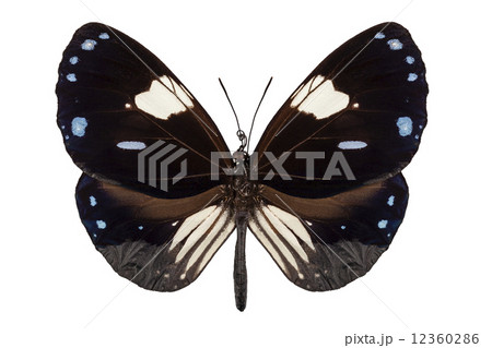 Butterfly species Euploea radamanthus common name Magpie Crow 12360286