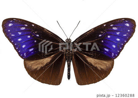 brown, blue and purple butterfly species Euploea Mulciber 12360288