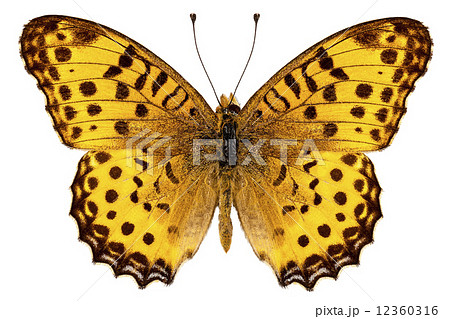 Butterfly species Argynnis hyperbius "Indian Fritillary" Butterfly species Argynnis hyperbius "Indian Fritillary" 12360316