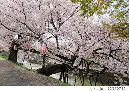 奈良　佐保川の川路桜 12360752