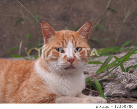 茶トラの野良猫 茶トラの野良猫 12360780