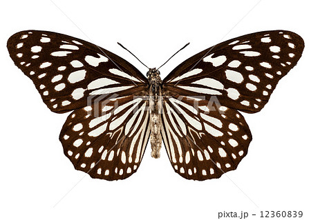 Butterfly species Tirumala limniace "Blue Tiger" 12360839