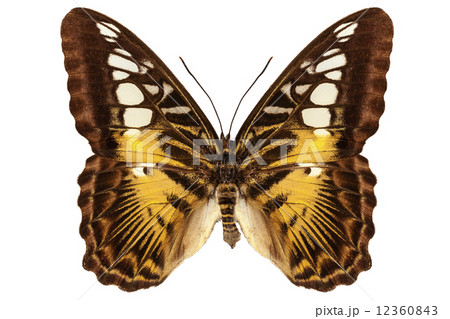 Butterfly species Parthenos sylvia "Clipper butterfly" 12360843