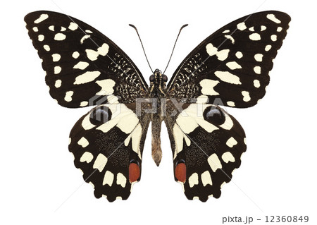 Butterfly species Papilio demoleus " Lemon Butterfly" Butterfly species Papilio demoleus " Lemon Butterfly" 12360849