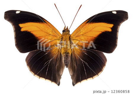 Butterfly species Historis odius orion Butterfly species Historis odius orion 12360858