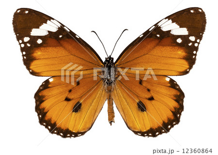 Butterfly species danaus chrysippus "plain tiger" 12360864