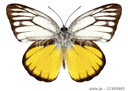 Butterfly species Cepora aspasia "orange gull" 12360865