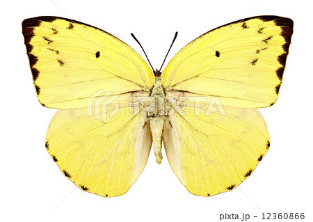 Butterfly species Catopsilia pomona pomona "Lemon Emigrant" 12360866