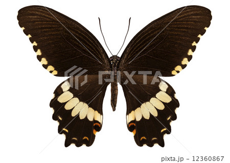 brown papilio butterfly 12360867