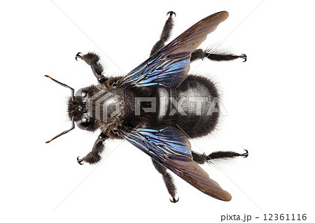violet carpenter bee species xylocopa violacea violet carpenter bee species xylocopa violacea 12361116