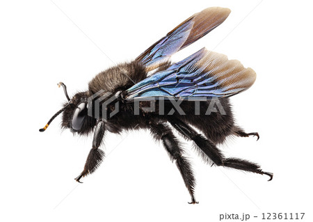 violet carpenter bee species xylocopa violacea 12361117