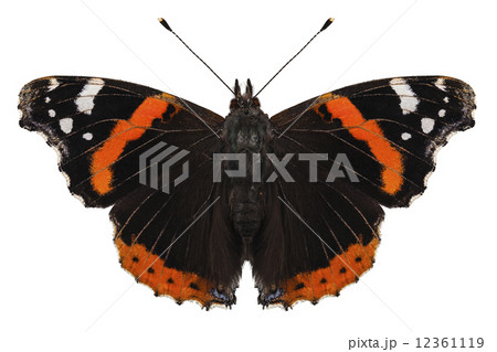 Butterfly species Vanessa atalanta Butterfly species Vanessa atalanta 12361119