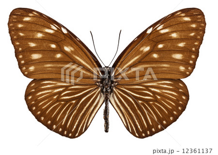 Butterfly species euploea mulciber basilissa 12361137