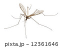 Cranefly species Tipula oleracea 12361646