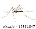 Cranefly species Tipula oleracea 12361647