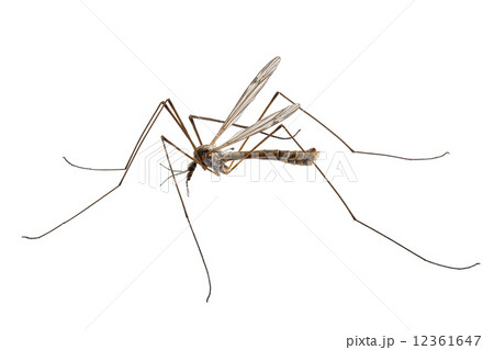 Cranefly species Tipula oleracea 12361647