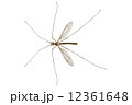 Cranefly species Tipula oleracea 12361648
