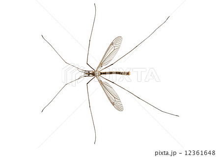Cranefly species Tipula oleracea Cranefly species Tipula oleracea 12361648