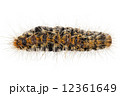 Caterpillar Pine Processionary species Thaumetopoea pityocampa 12361649