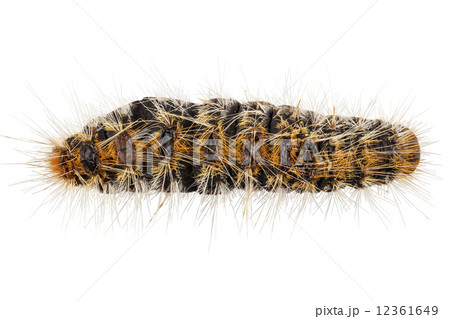 Caterpillar Pine Processionary species Thaumetopoea pityocampa 12361649