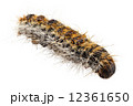 Caterpillar Pine Processionary species Thaumetopoea pityocampa 12361650