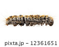 Caterpillar Pine Processionary species Thaumetopoea pityocampa 12361651