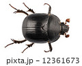 earth-boring dung beetle species Geotrupes stercorarius 12361673