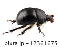 earth-boring dung beetle species Geotrupes stercorarius 12361675