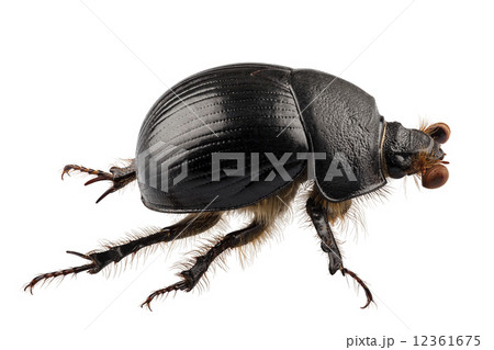 earth-boring dung beetle species Geotrupes stercorarius 12361675
