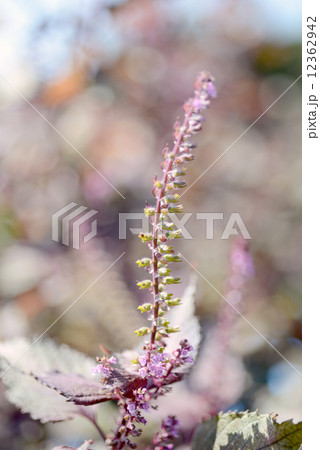 アカジソの花 12362942