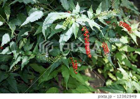 ジュズサンゴ 12362949