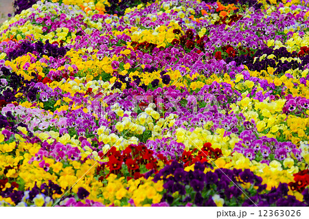 パンジー畑 12363026
