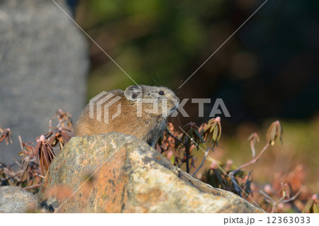 エゾナキウサギ 12363033