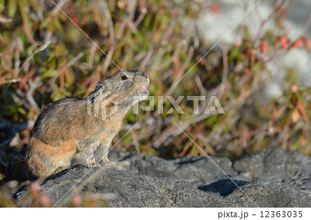 エゾナキウサギ エゾナキウサギ 12363035