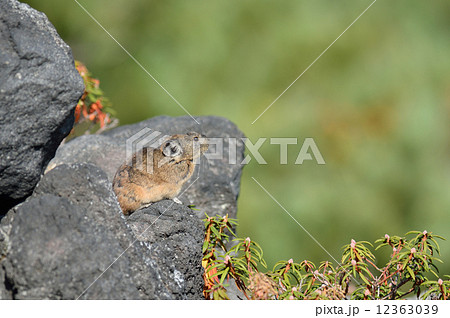 エゾナキウサギ 12363039