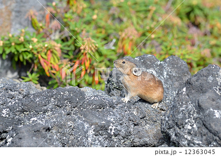 エゾナキウサギ 12363045