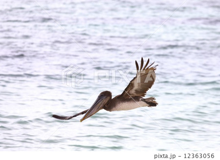 進化論の島ガラパゴスの海辺に暮らすペリカン 進化論の島ガラパゴスの海辺に暮らすペリカン 12363056