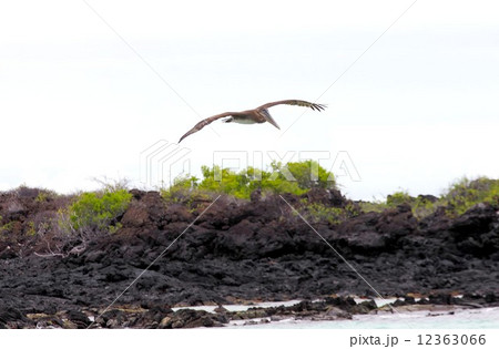 進化論の島ガラパゴスの海辺に暮らすペリカン 進化論の島ガラパゴスの海辺に暮らすペリカン 12363066